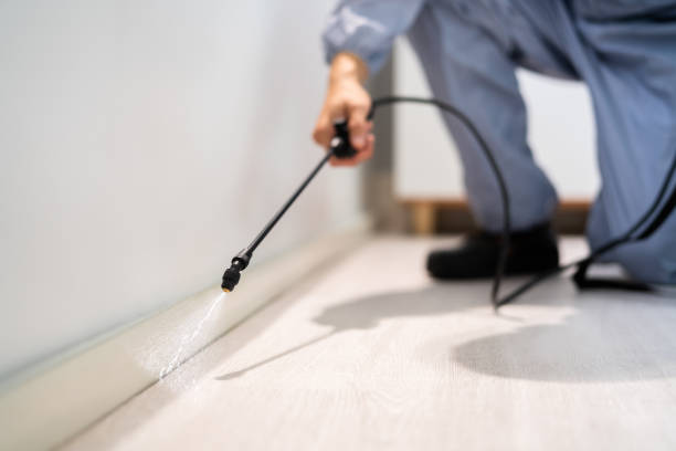 Licensed Wasp Removal service in Velva, ND - Show Me Pest Control